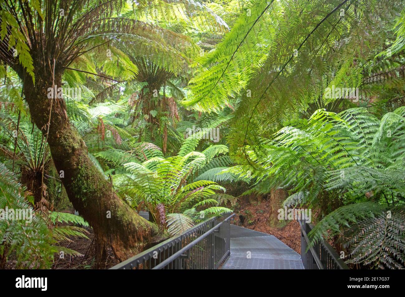Maits Rest Rainforest Walk Banque D'Images