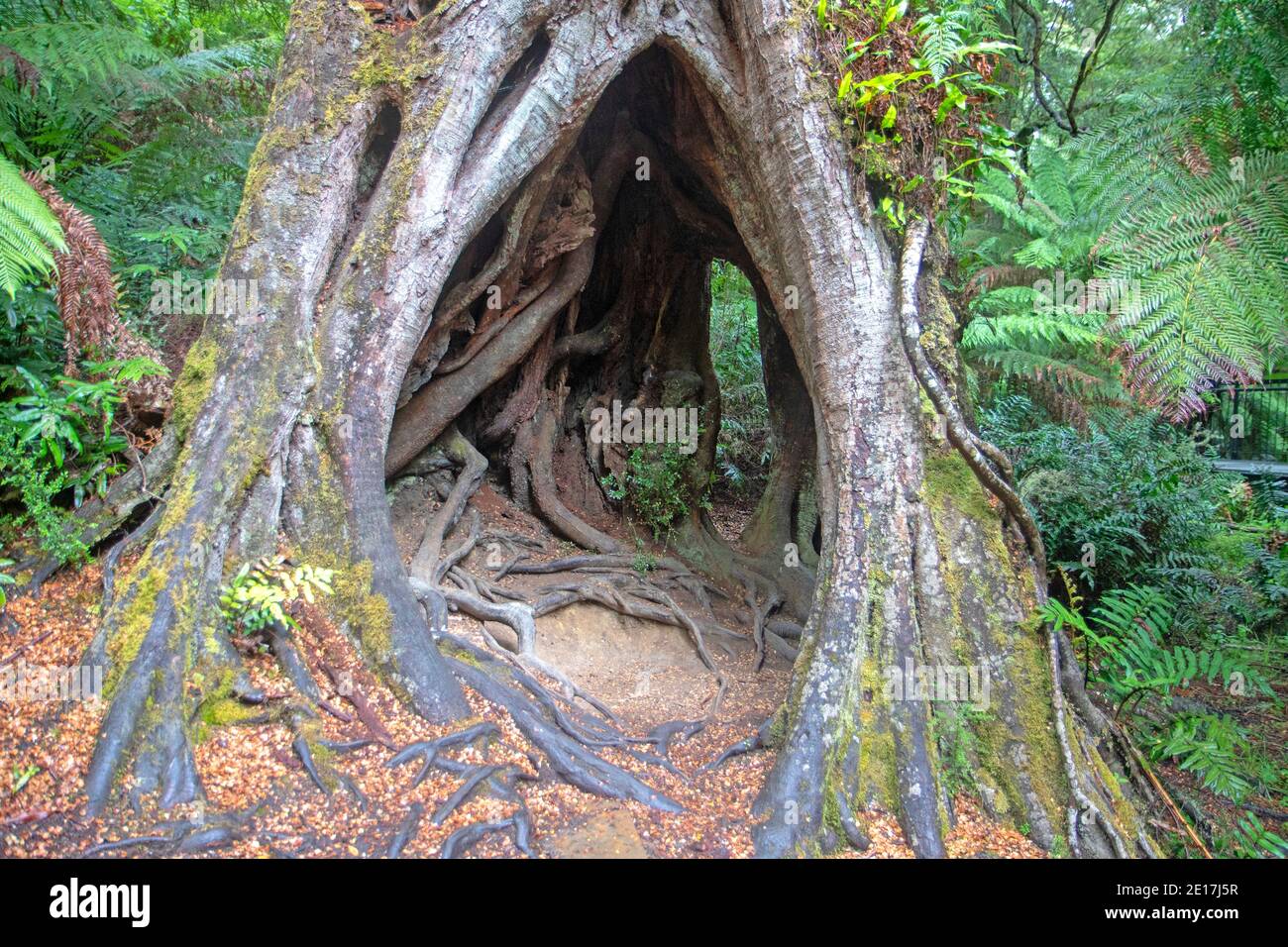 Le Hollow Tree à Maits Rest Banque D'Images