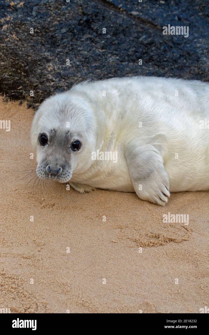 Phoque gris (Halichoerus grypus). Couché blanc, pup, au repos, allongé, tête relevée, sur la plage de Waxham. Norfolk. Abriter derrière un bloc de granit importé. Banque D'Images