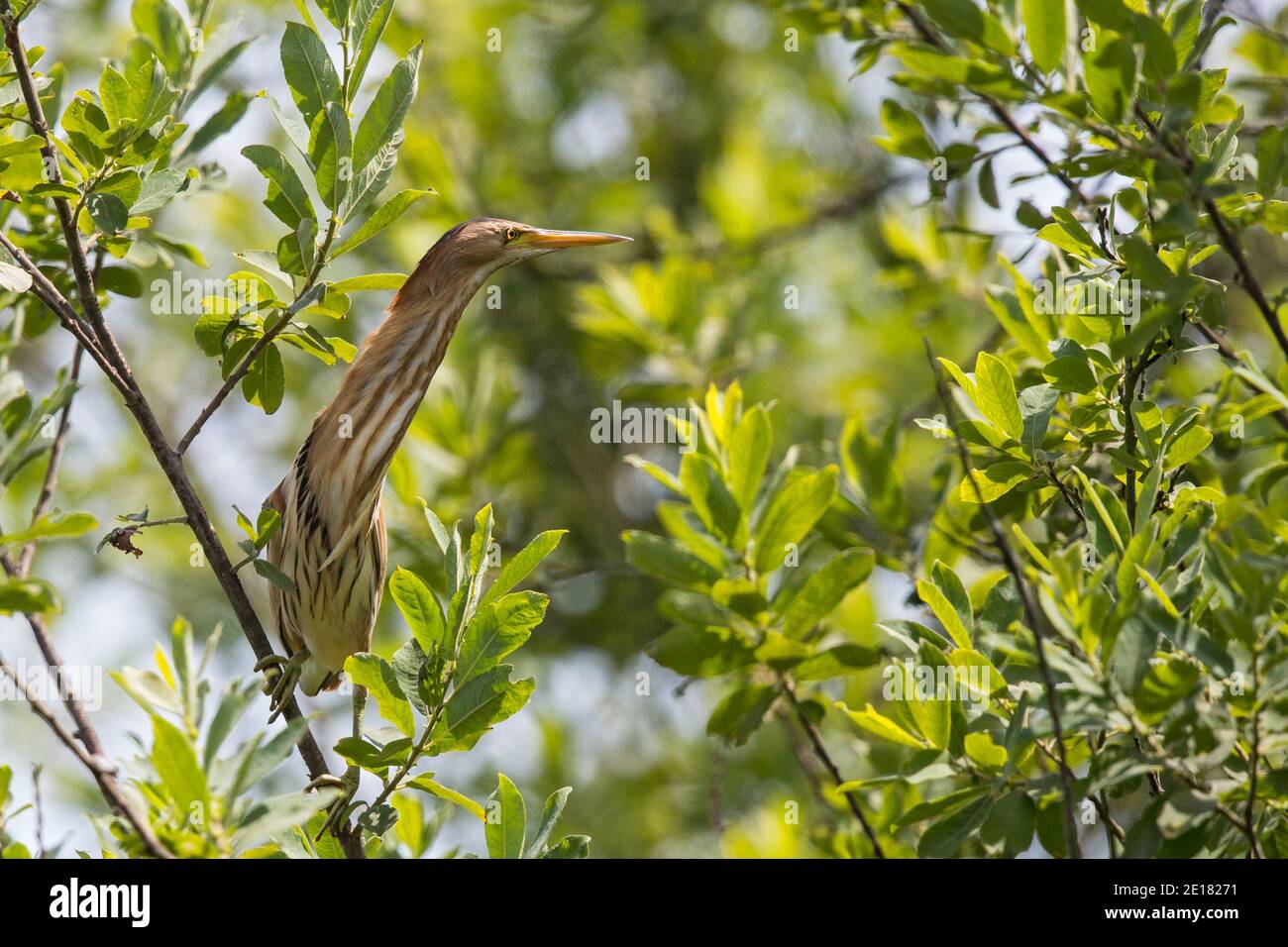 Zwergdommel (Ixobrychus minutus) Weibchen in Weidenbusch, Bade-Wurtemberg, Allemagne Banque D'Images