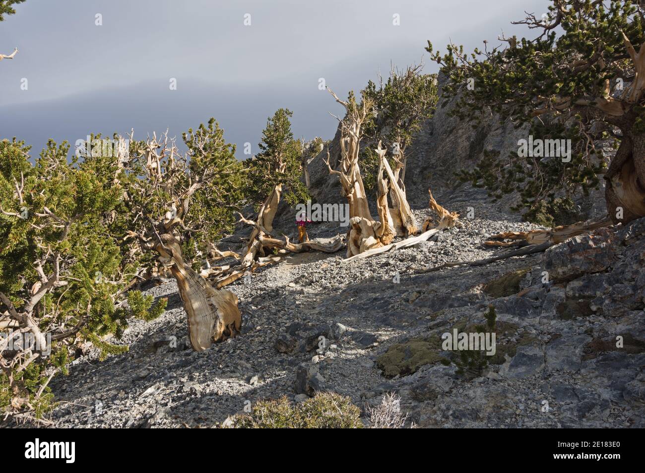 Femme en randonnée à travers les pins de Bristlecone vieux sur la montagne Mummy Au Nevada Banque D'Images