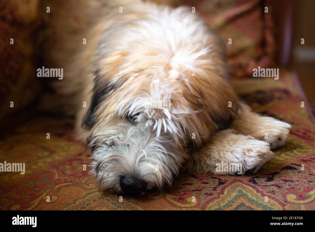 Wheaten Terrier puppy Banque D'Images