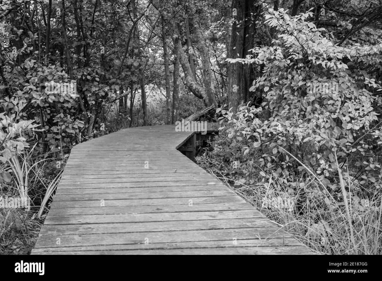 Autour du pli. Le chemin de promenade noir et blanc est courbé à travers un paysage forestier. Banque D'Images