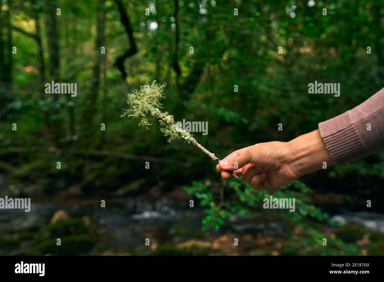La main d'une jeune femme tient une pièce de lichen dans la forêt en automne Banque D'Images