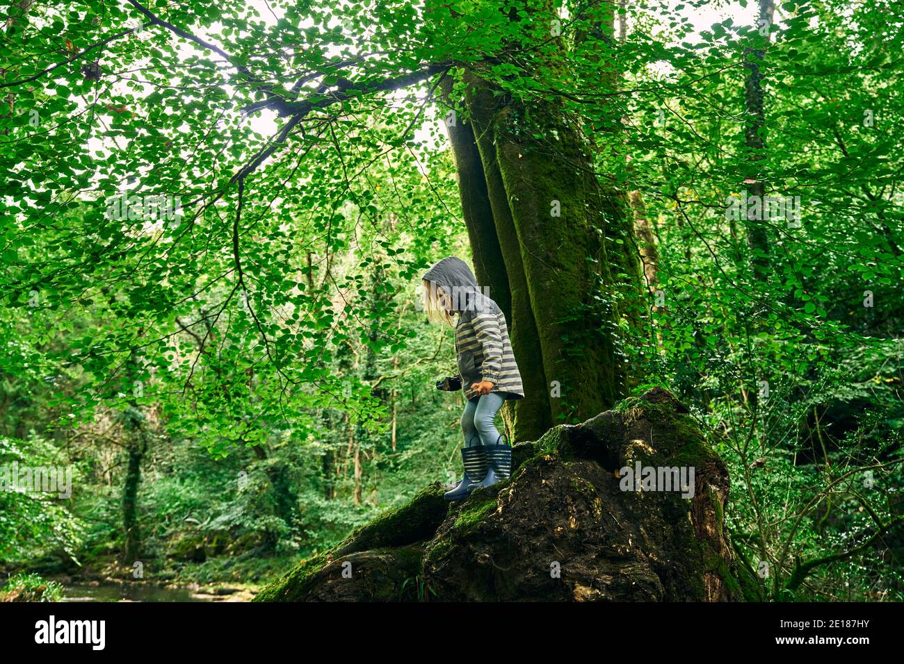 Un petit pré-chooler portant un imperméable explore la forêt en automne Banque D'Images