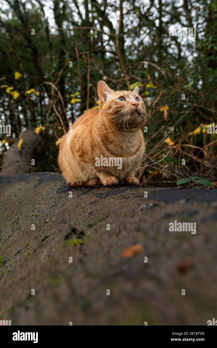 Ronald le chat assis sur l'arbre Banque D'Images