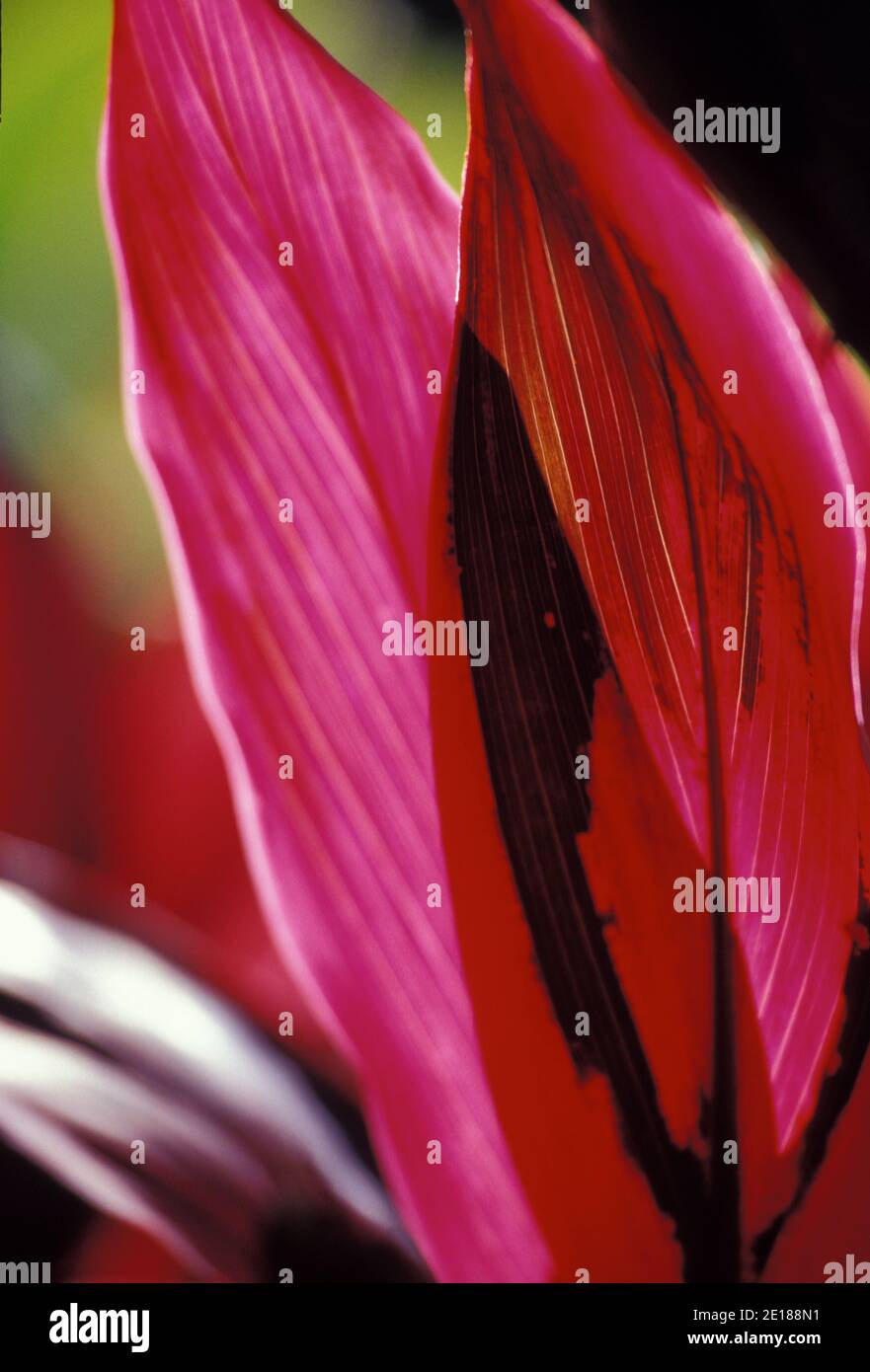 Red ti leaf closeup, backlit by sun Banque D'Images