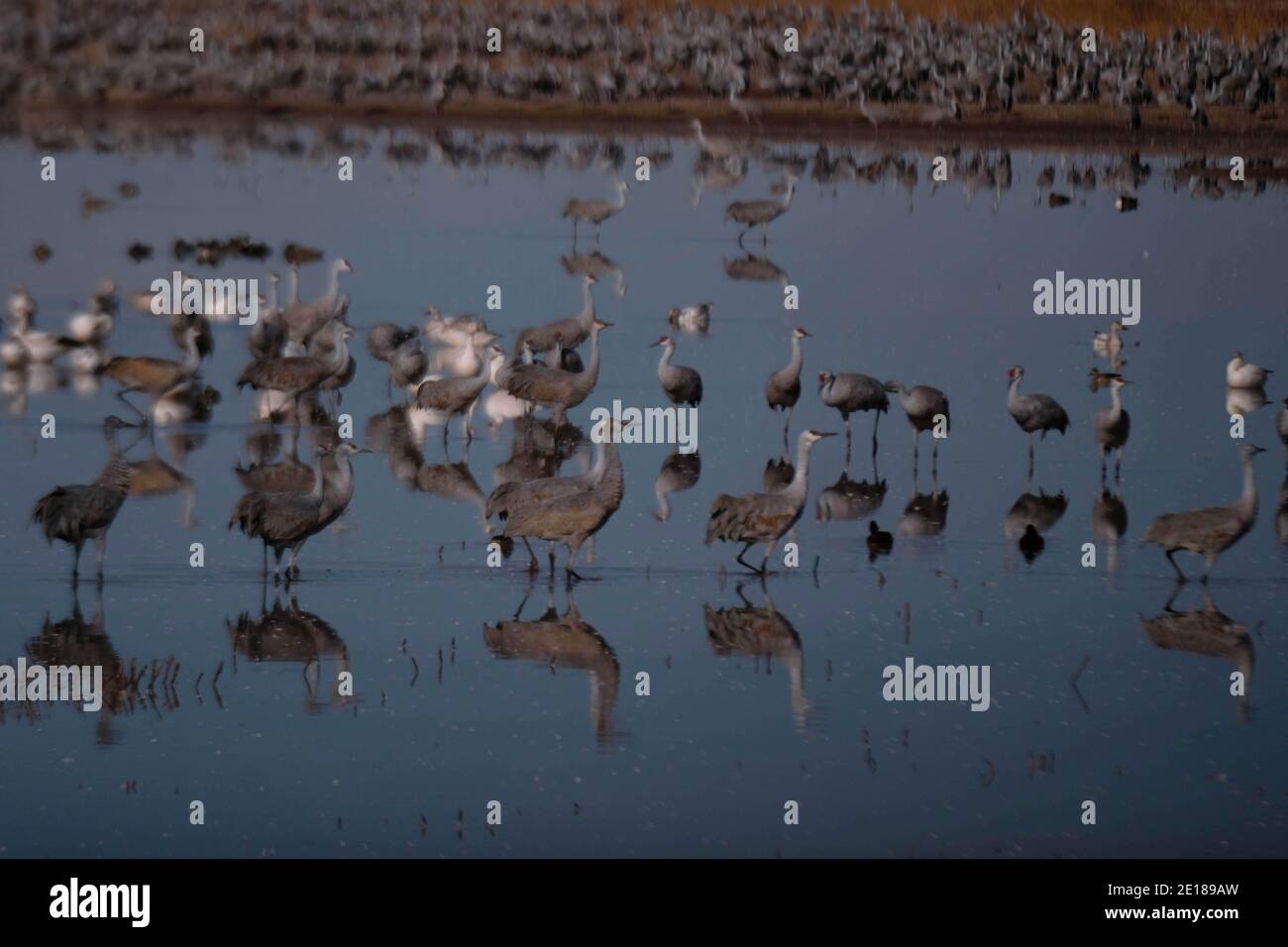 Près de Bisbee, Arizona, États-Unis. 3 janvier 2021. Plus de 20,000 grues Sandhill font leur maison d'hiver dans le sud de l'Arizona à la réserve d'animaux de Whitewater Draw. Les oiseaux migrent du Nebraska en novembre et restent en Arizona jusqu'en mars pour se nourrir et se reproduire. Les grues passent la nuit debout dans les eaux peu profondes du Whitewater Drawl pour se protéger des prédateurs. Le matin, ils s'envolent en groupes pour se nourrir dans les environs et retournent à Whitewater en après-midi ou en soirée. Les ornithologues du monde entier viennent en Arizona pour voir la vue spectaculaire du magestic géant dans un tel grand Banque D'Images