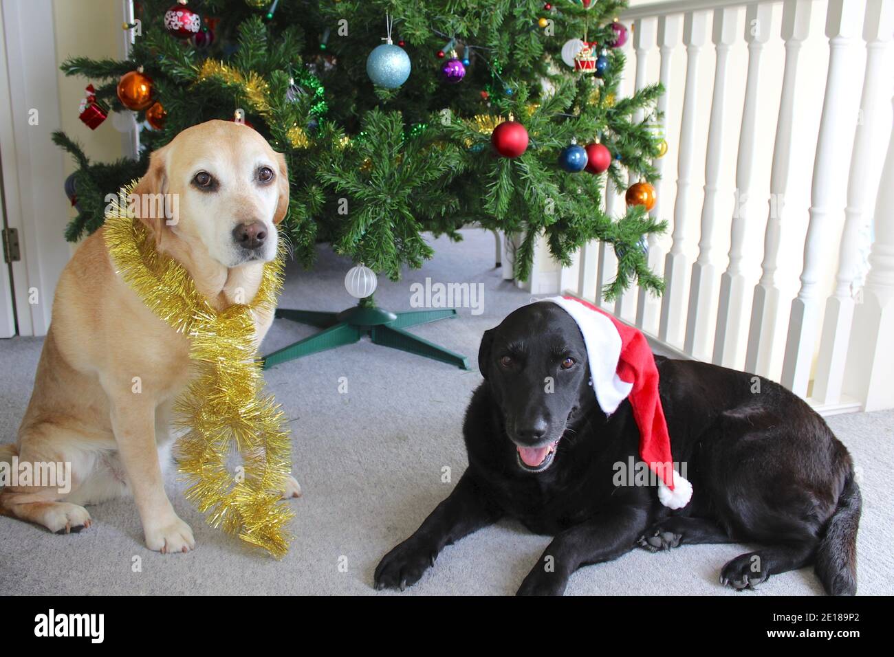 Labradors d'or et de noir assis devant le Noël Arbre Banque D'Images