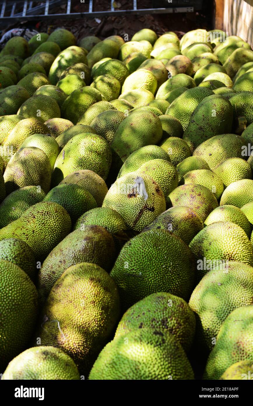 Jackfruits à Pondichéry, Inde. Banque D'Images