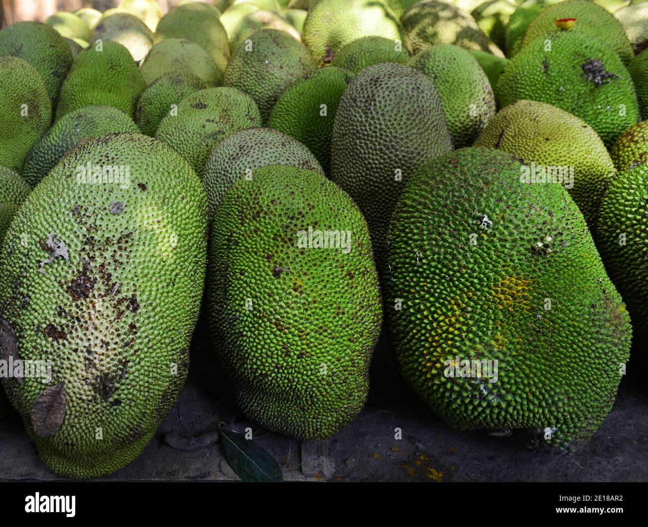 Jackfruits à Pondichéry, Inde. Banque D'Images