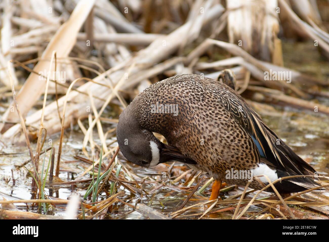 Sarcelle à ailes bleues, discors de spatules, se prêtant parmi les roseaux d'un marais du centre de l'Alberta, au Canada. Banque D'Images