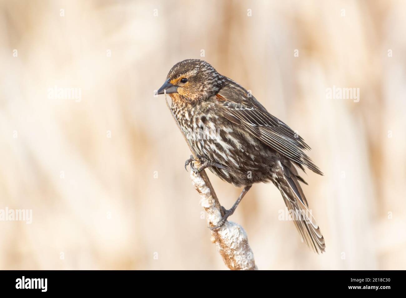 Agelaius phoeniceus, une femelle à ailes rouges perchée sur une tête de semence de queue de chat dans un marais du centre de l'Alberta, au Canada, au printemps. Banque D'Images