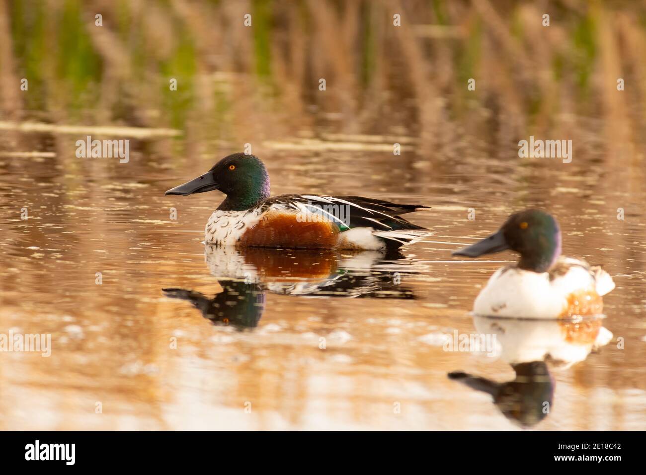 Une paire de canards de la shoveler du Nord, spatules clypeata, montrant le plumage masculin, dans le centre de l'Alberta, au Canada. Banque D'Images