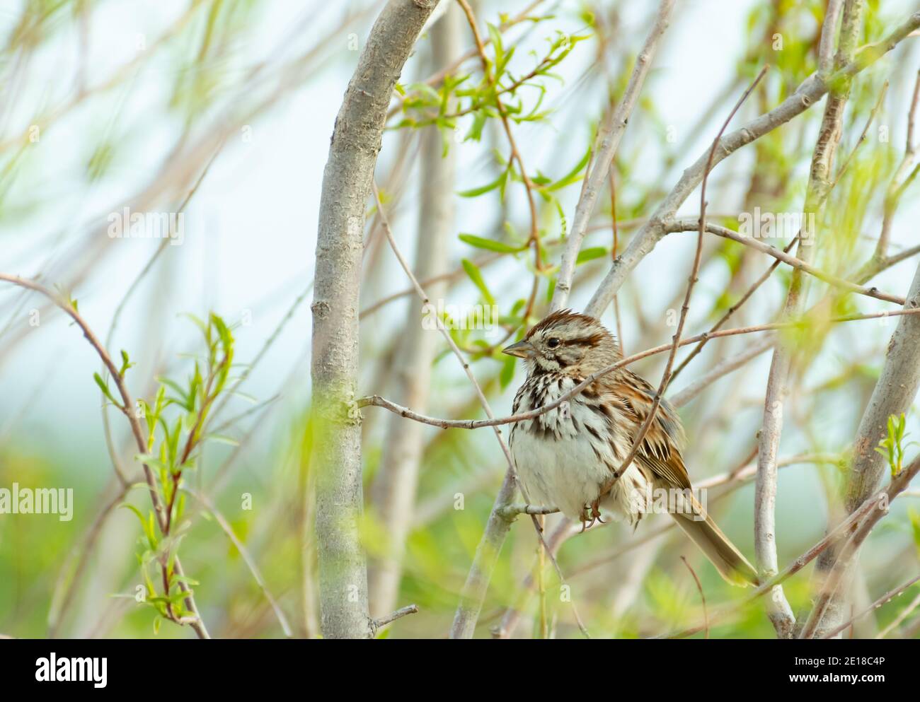 Un moineau de chant, Melospiza melodia, perché dans un brousse avec un feuillage nouvellement émergent dans le centre de l'Alberta, au Canada. Banque D'Images