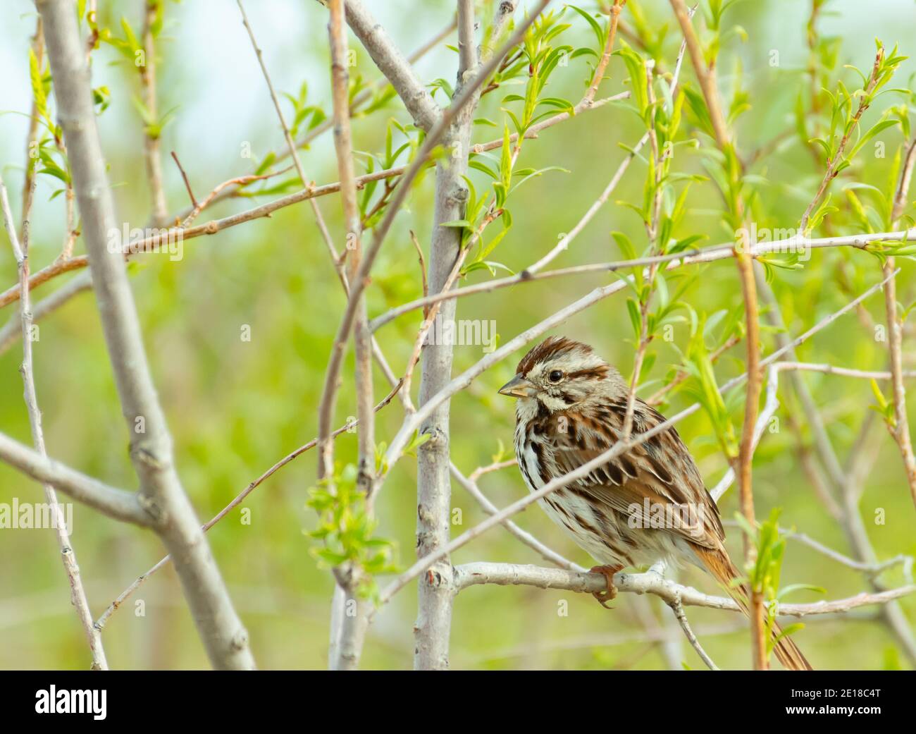 Un moineau de chant, Melospiza melodia, perché dans un brousse avec un feuillage nouvellement émergent dans le centre de l'Alberta, au Canada. Banque D'Images
