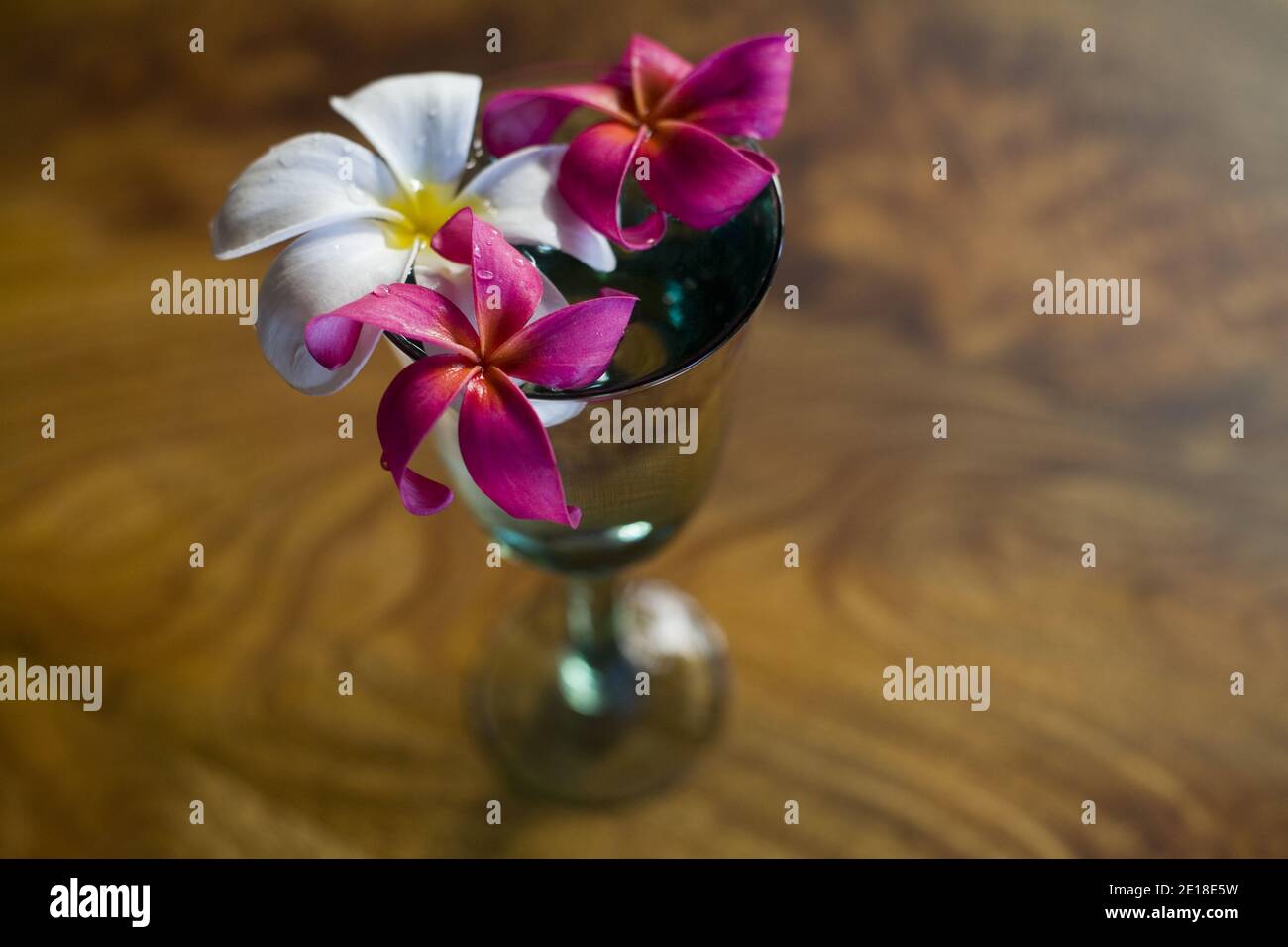 Plumeria fleurit sur une table en bois de mangue. Plumeria, ou ''frangipani'' est une fleur parfumée profondément liée à Hawaï et à sa culture. Banque D'Images