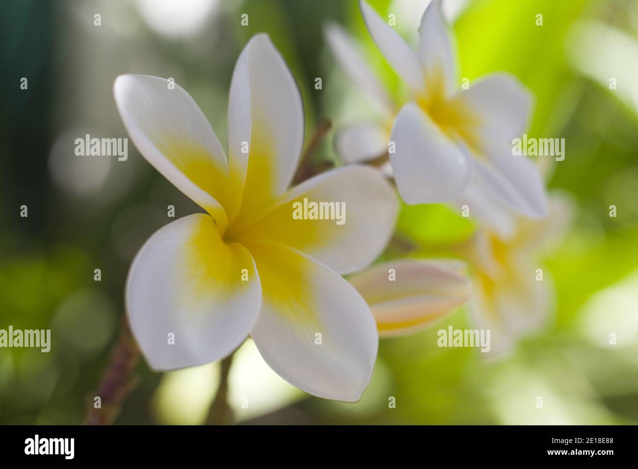 Plumeria fleurs, une fleur parfumée profondément liée à Hawaï et à sa culture, également appelée ''frangipani Banque D'Images