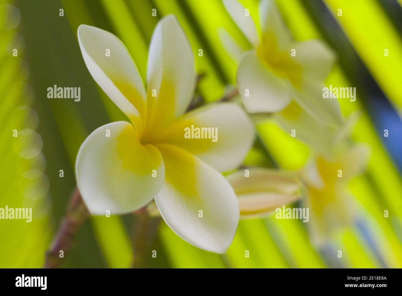 Plumeria fleurs, une fleur parfumée profondément liée à Hawaï et à sa culture, également appelée ''frangipani Banque D'Images