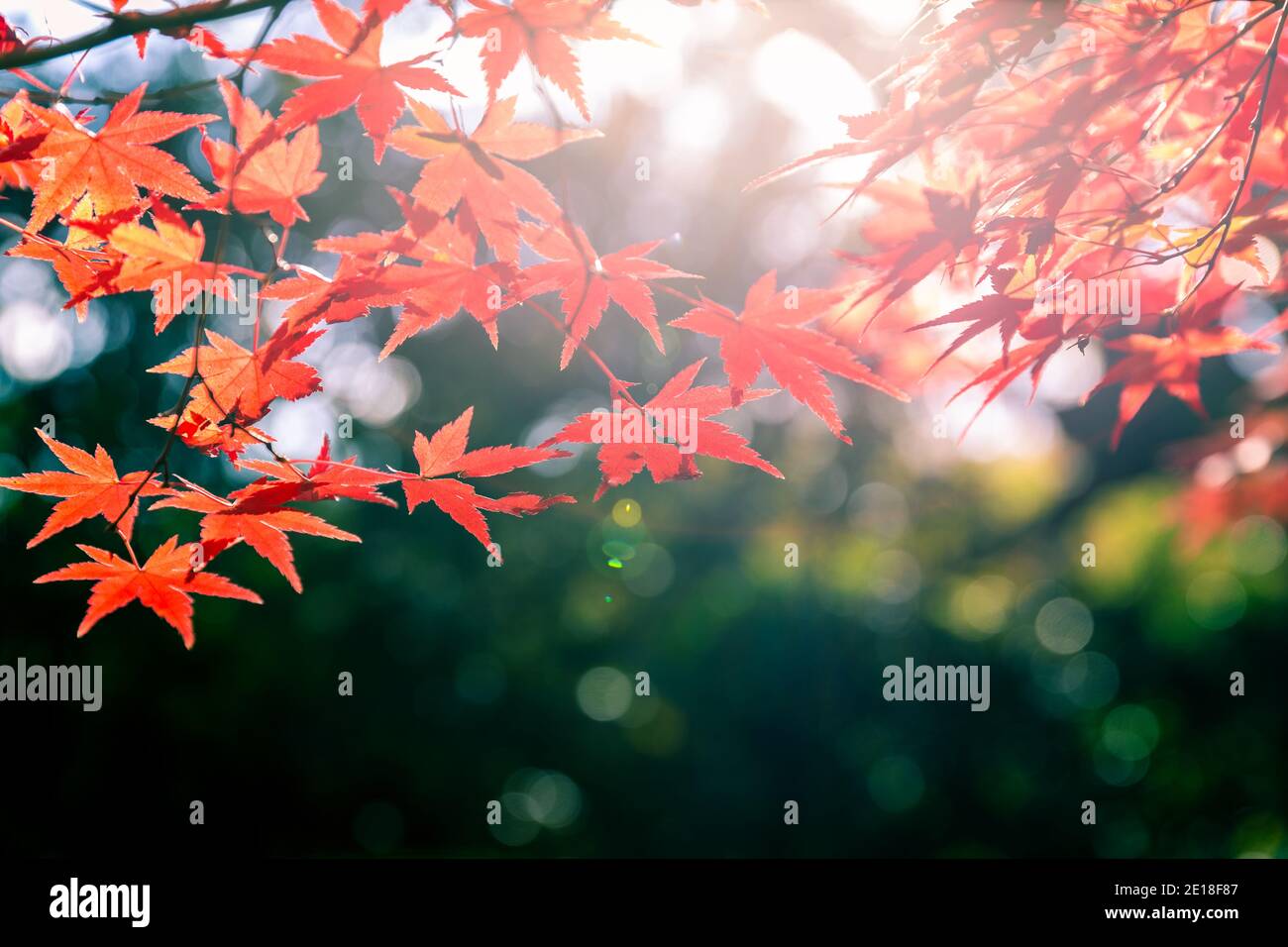 Scène douce de lumière du soleil sur les feuilles d'érable rouge avec fond flou de bois vert pendant le changement de saison au Japon. Banque D'Images
