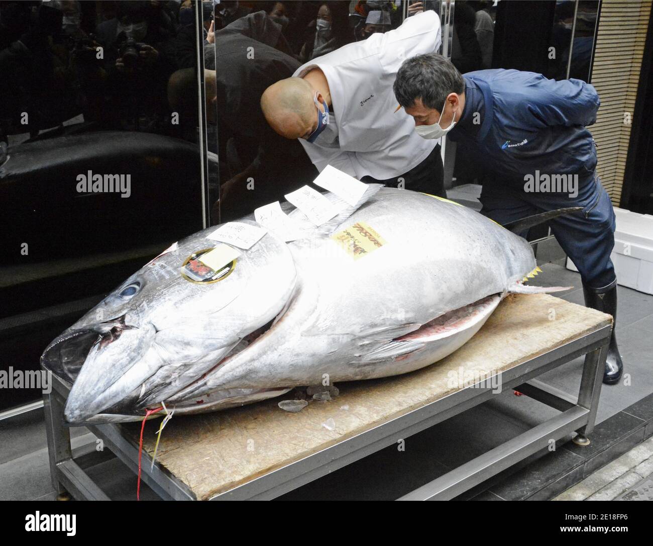 Tokyo, Japon. 05 janvier 2021. Yukitaka Yamaguchi (R), président du grossiste intermédiaire Yamayuki, inspecte un thon rouge de 208 kilogrammes après avoir réussi à soumissionner 20.84 millions de yens (202,000 $) pour ce thon lors d'une vente aux enchères du nouvel an sur le marché du poisson Toyosu de Tokyo le 5 janvier 2021. (Kyodo)==Kyodo photo via Credit: Newscom/Alay Live News Credit: Newscom/Alay Live News Banque D'Images