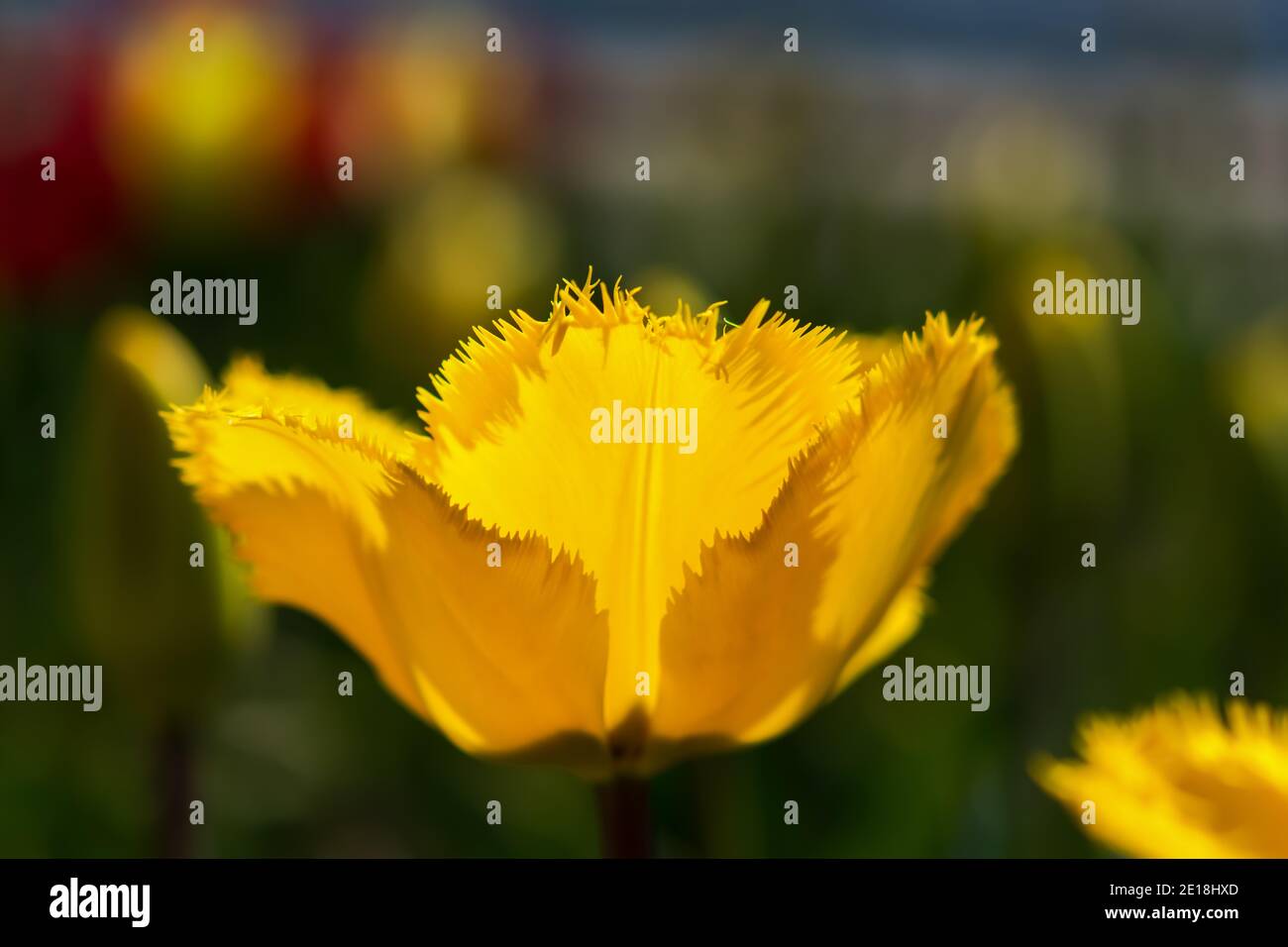 Gros plan tulipe jaune avec mise au point sélective. Macrophotographie ...