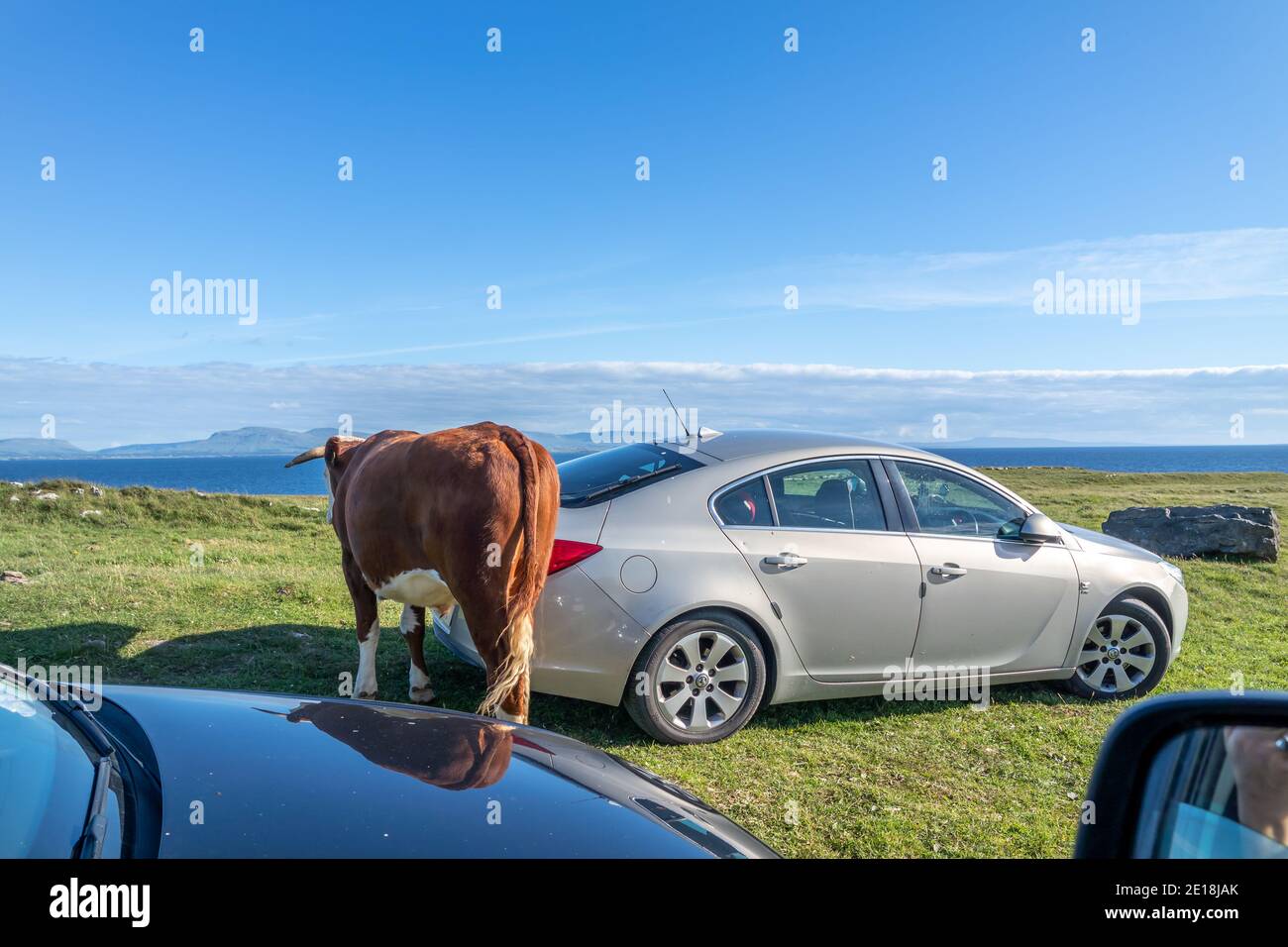 Donegal, Irlande - août 12 2020 : Cow marche entre les voitures à St Johns point. Banque D'Images