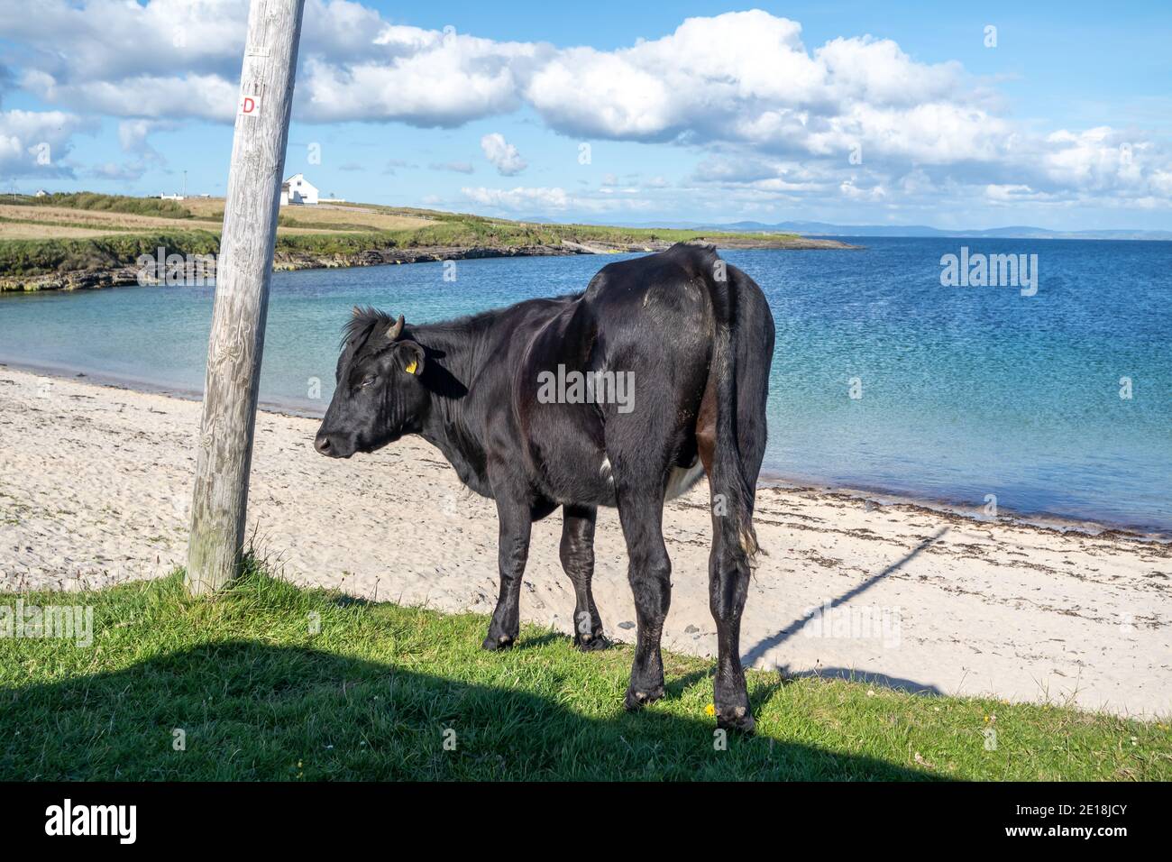 Vache à la plage de St Johns point dans le comté de Donegal - Irlande. Banque D'Images