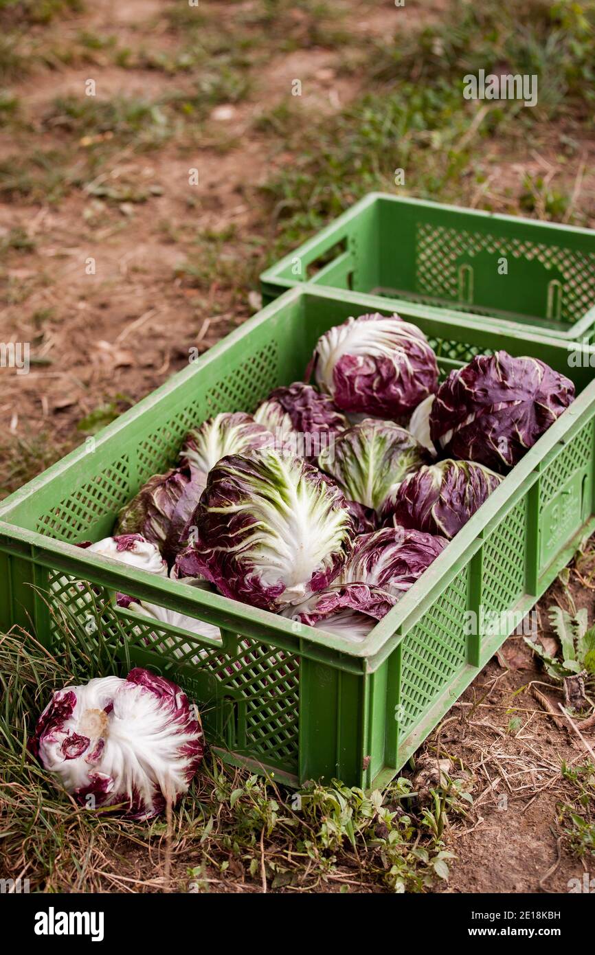 Salades radicchio recueillies dans une boîte à l'extérieur dans le champ Banque D'Images