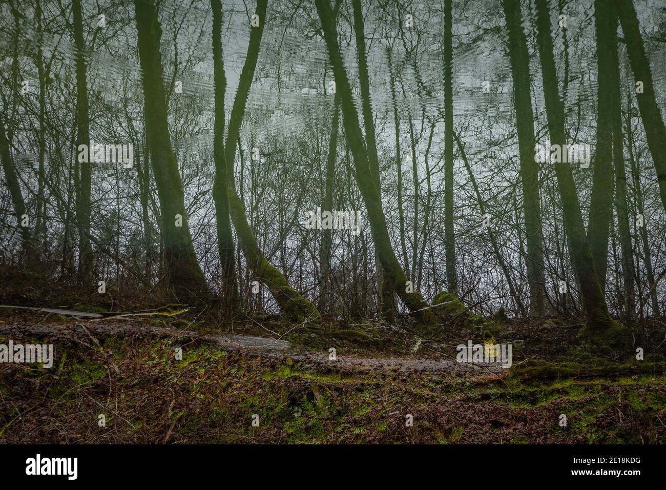 Réflexion forestière dans l'eau, eau froide verte Banque D'Images