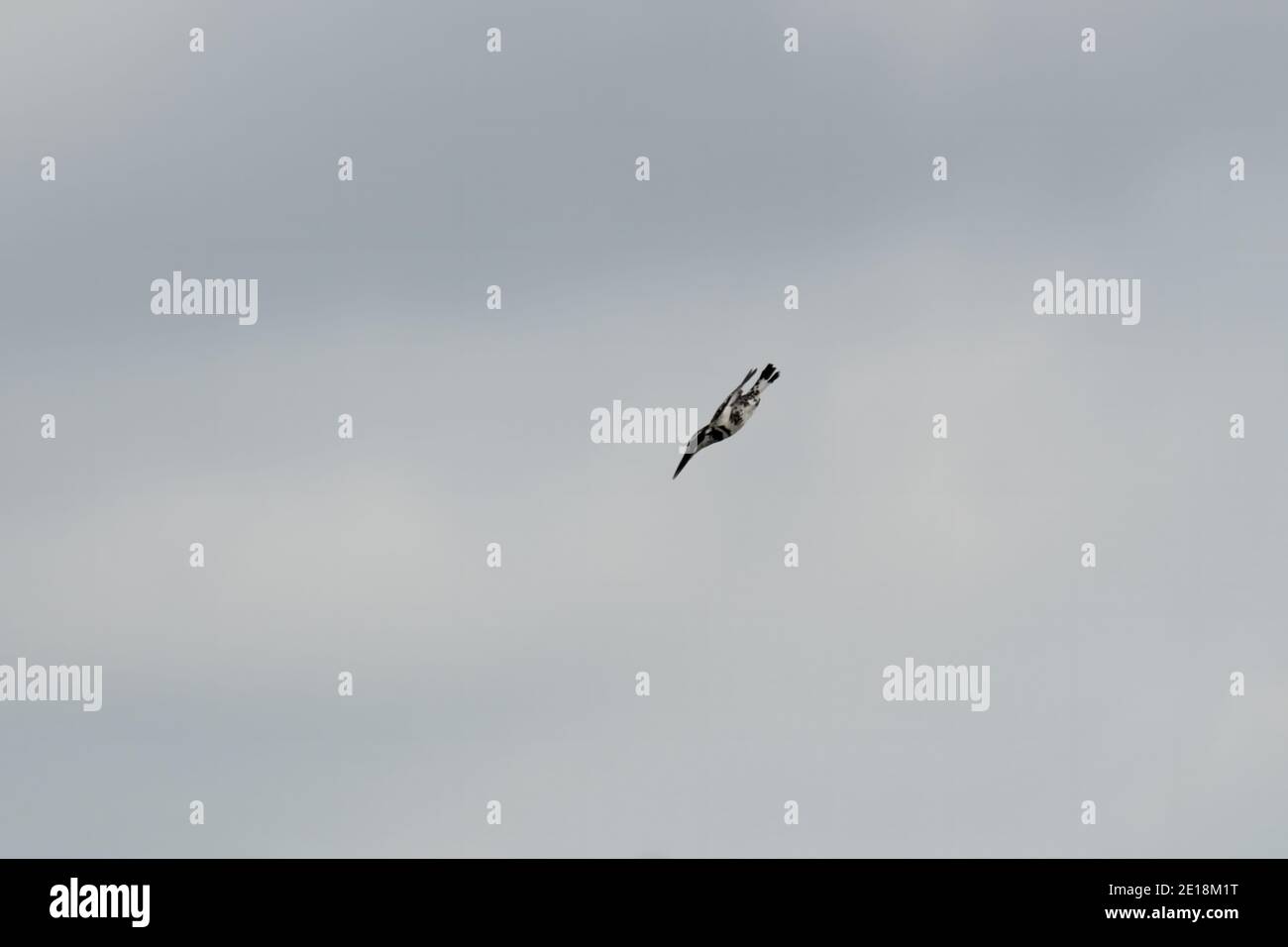 Un pékan à pied (Ceryle rudis), filant du ciel comme une balle vers sa cible dans les eaux du dessous. Banque D'Images