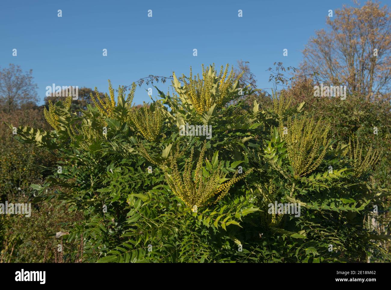 Fleurs d'hiver jaune vif sur l'arbuste à raisin hybride de l'Oregon (Mahonia x Media « Buckland ») Avec un fond ciel bleu vif dans un jardin ou Stationnement Banque D'Images