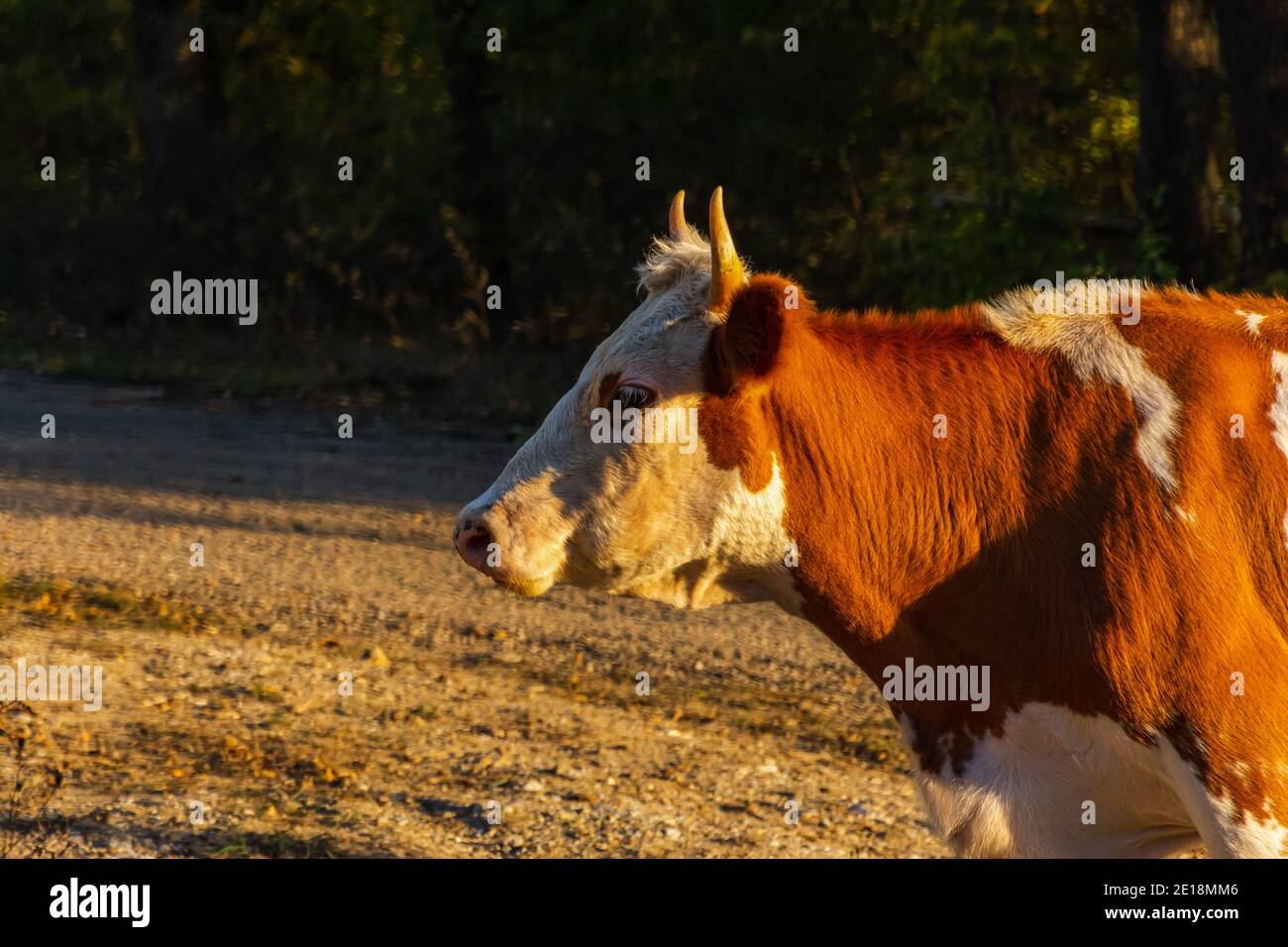 Vache rouge en profil sur un fond flou d'un paysage d'été. Une belle vache brune-blanche tombe seule dans un champ près de la forêt. Animal domestique Banque D'Images
