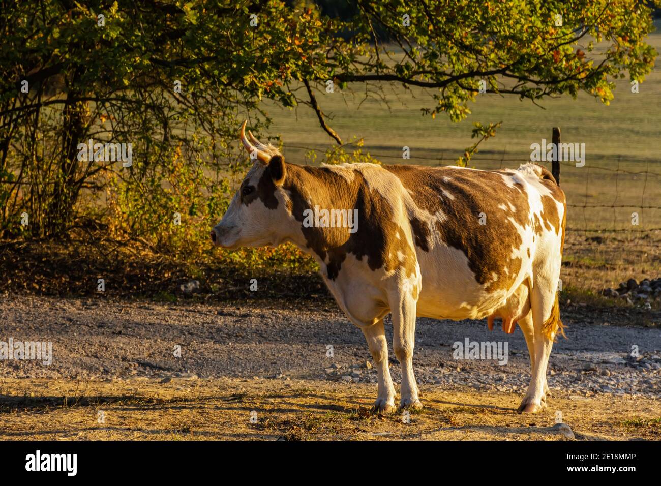 Vache rouge en profil sur un fond flou d'un paysage d'été. Une belle vache brune-blanche tombe seule dans un champ près de la forêt. Animal domestique Banque D'Images