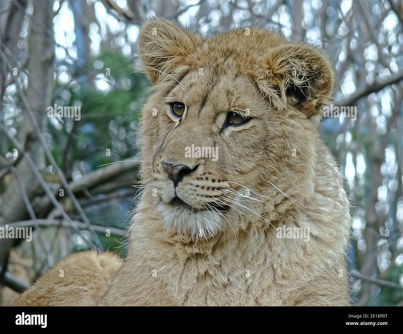 Bébé lion dans les effets numériques de l'huile, technique d'illustration Banque D'Images