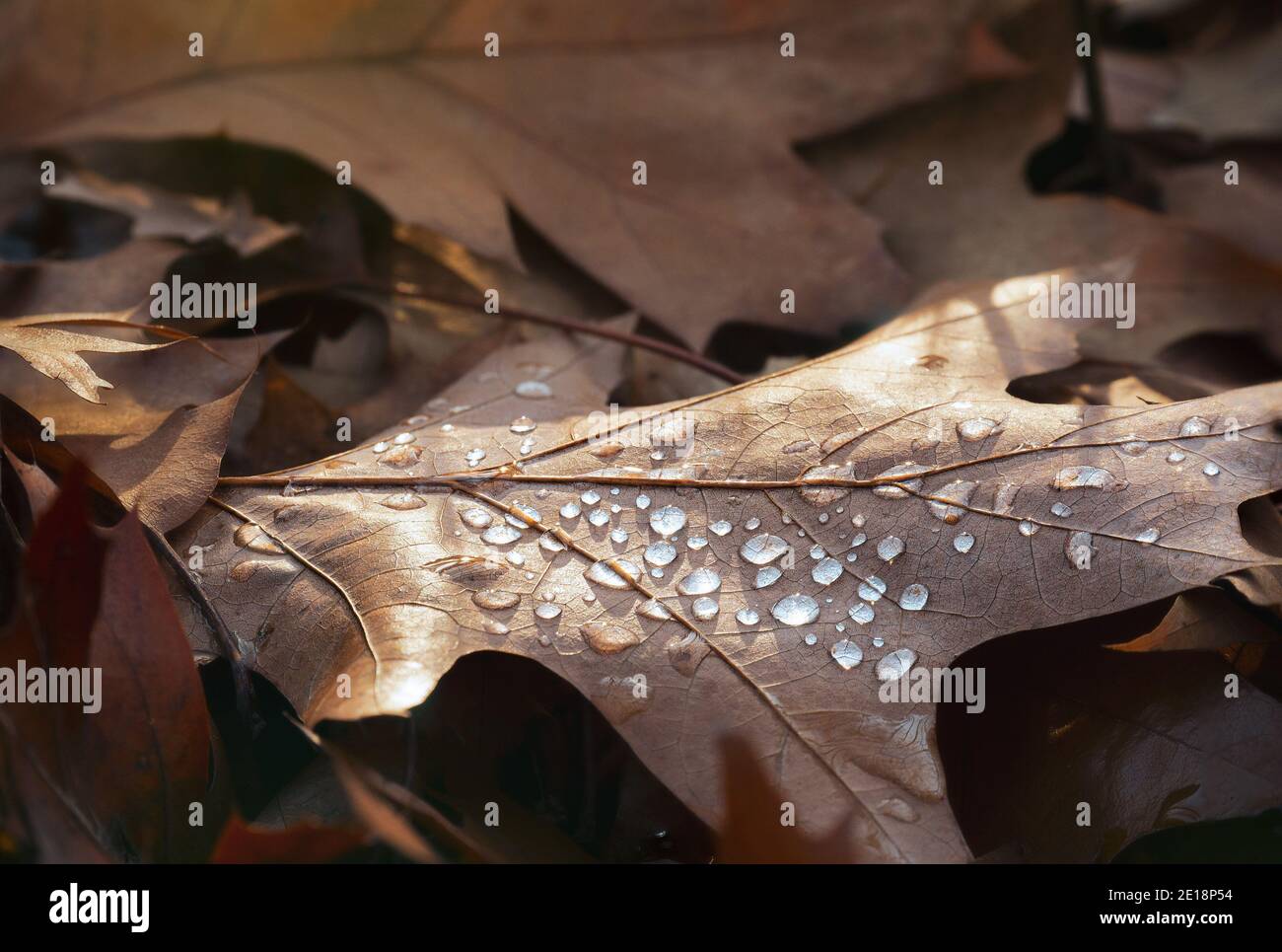 L'automne les feuilles tombées à l'eau gouttes Banque D'Images