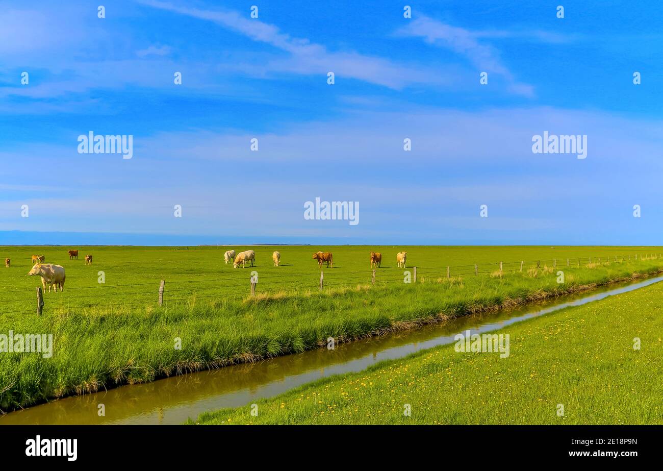 Vaches sur un marais salé de la mer du Nord, Allemagne. Les vaches ont beaucoup d'espace ici et le lait devrait être particulièrement savoureux. Banque D'Images