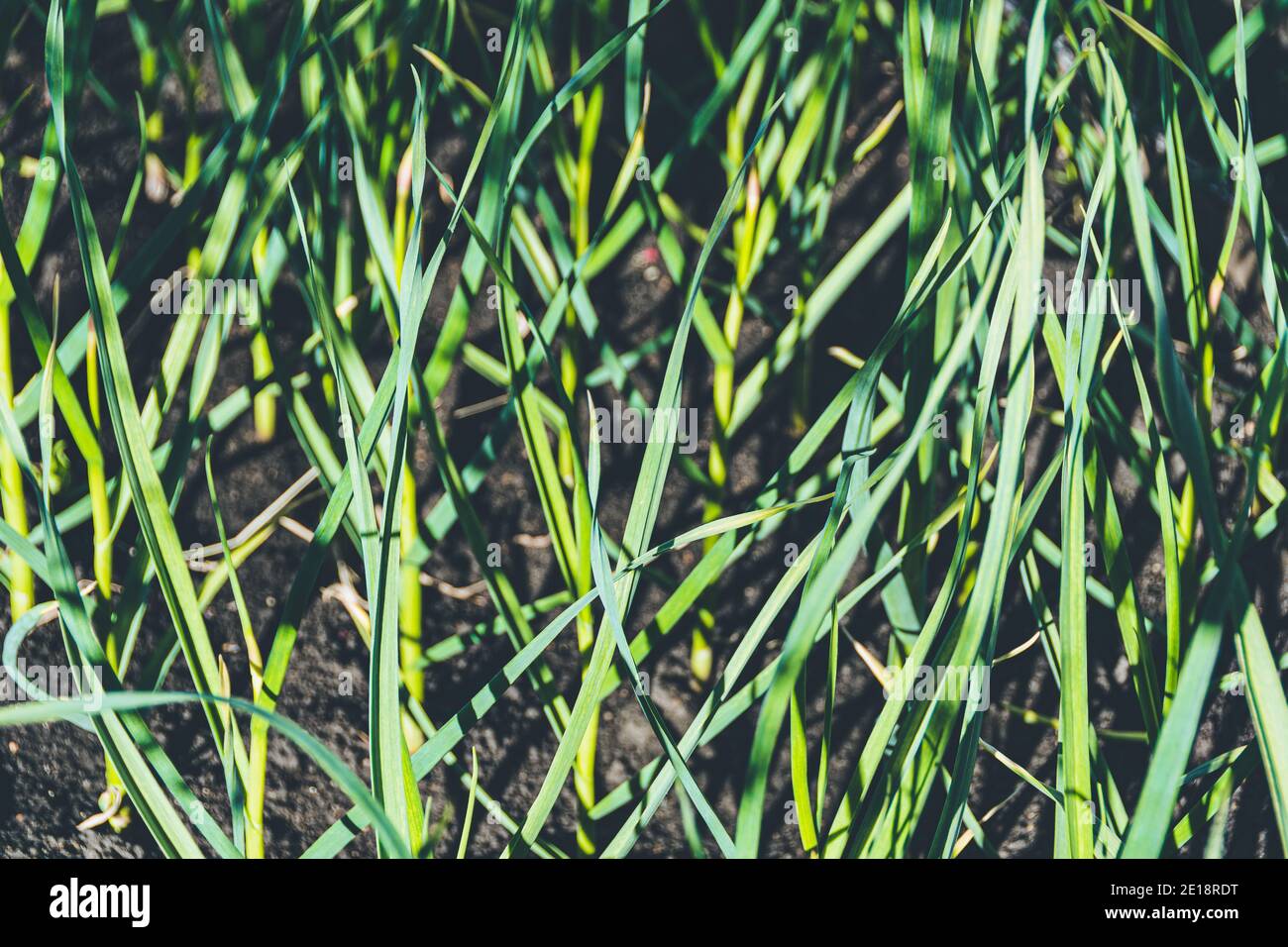Feuilles d'ail vert sur le lit de jardin. Ail parfumé dans le jardin. Légumes en pleine croissance Banque D'Images