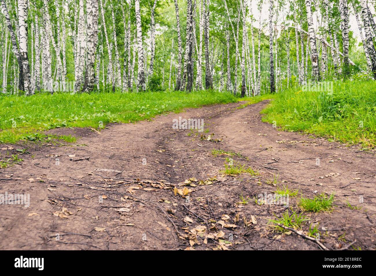 Route de terre dans la forêt de bouleau ensoleillée le jour d'été Banque D'Images