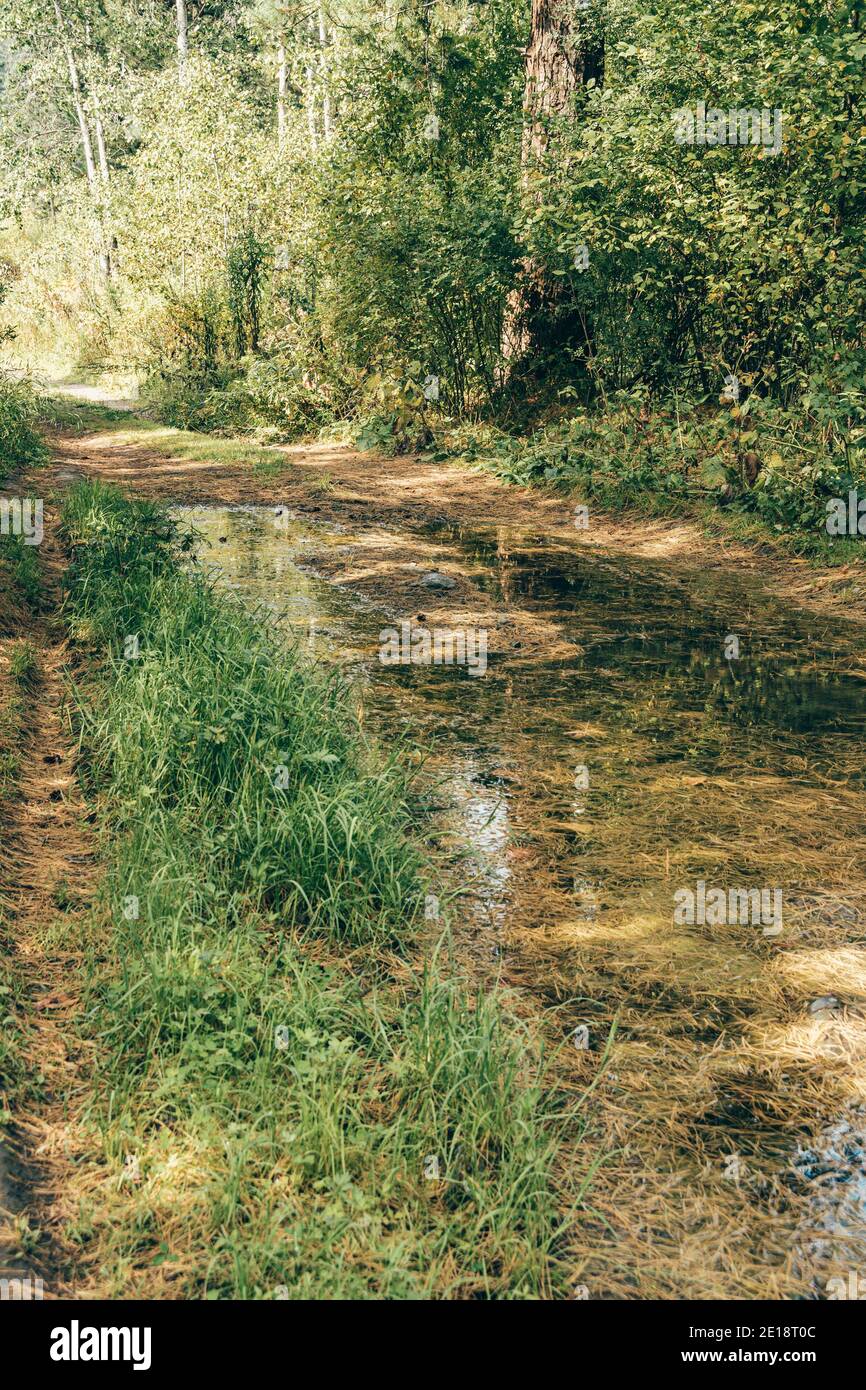 La route de terre dans la forêt de cèdre est recouverte d'aiguilles de pin Banque D'Images