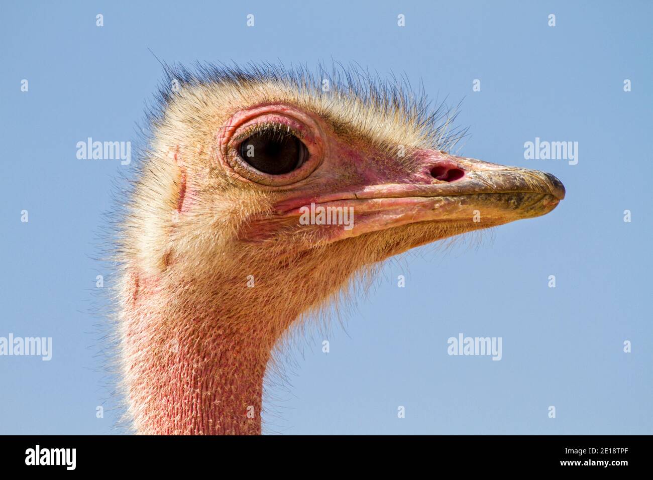 Gros plan d'un autruche commun (Struthio camelus) avec un fond bleu ciel Banque D'Images
