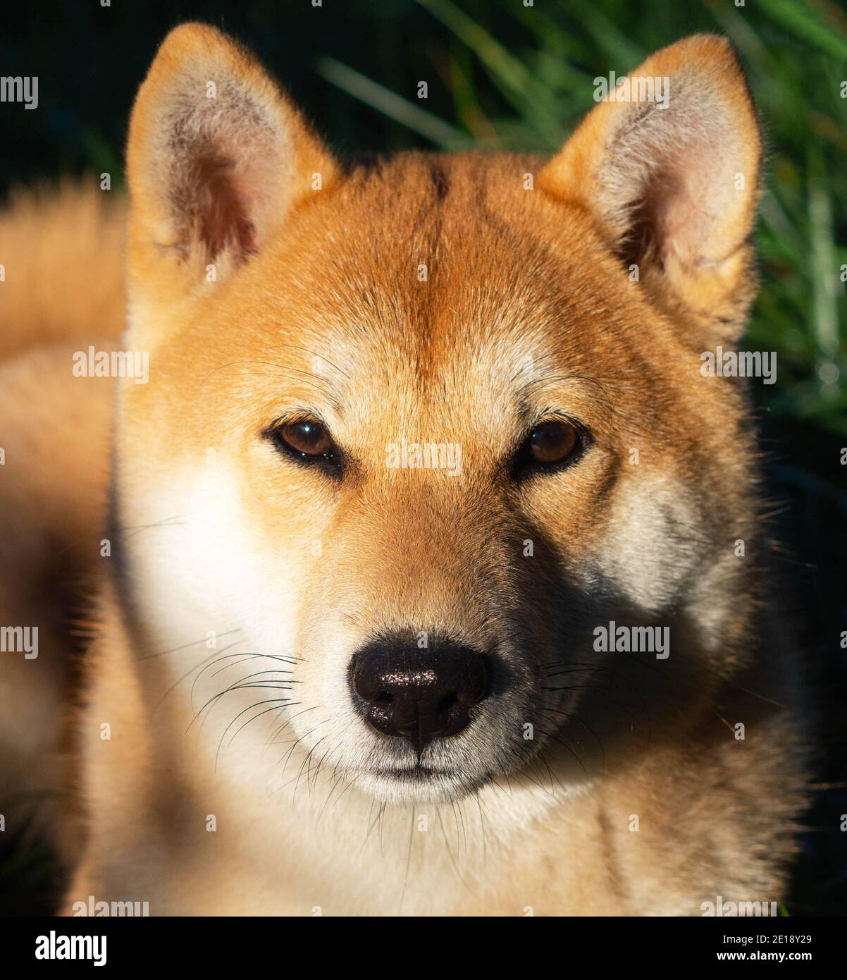 Le chiot Shiba Inu ressemble à un petit renard Banque D'Images