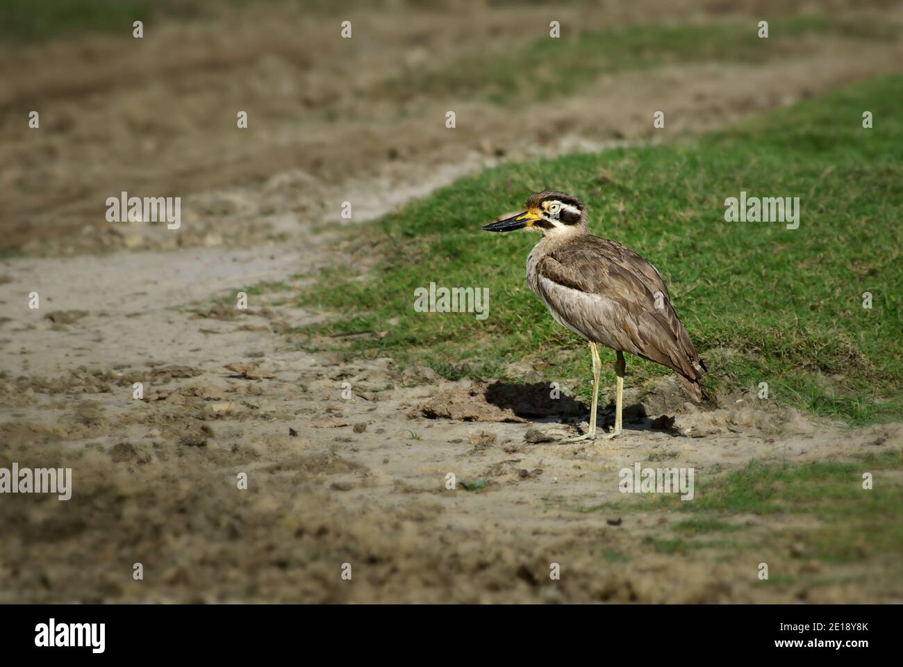 Grand curlew en pierre – Esacus recurvirostris, bel oiseau des prairies et prairies asiatiques, Sri Lanka. Banque D'Images
