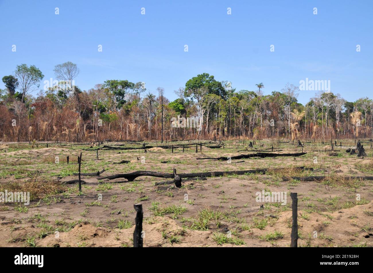 Les effets de la déforestation sur la forêt amazonienne au Brésil Banque D'Images