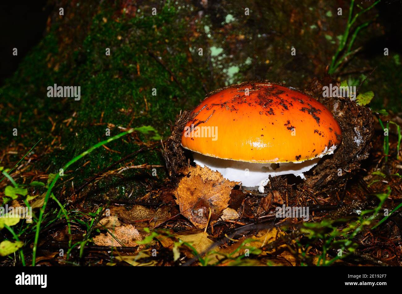 champignon orange vif dans le fond de la forêt et en automne Banque D'Images