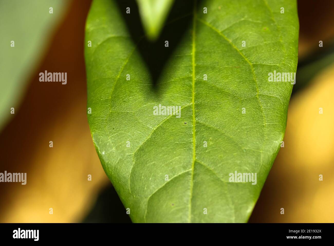 Feuille de Mango gros plan et nuance contrastée de la feuille, des plantes de maison et du jardinage Banque D'Images