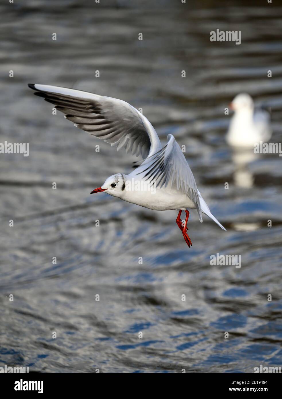 Goélands à tête noire lors du plumage hivernal à Kelsey Park, Beckenham, dans le Grand Londres. Gull en vol. Goélands à tête noire (Chericocephalus ridibundus). Banque D'Images