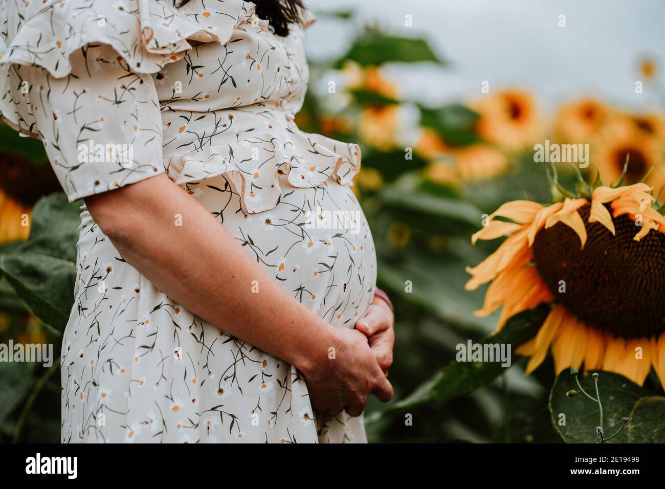 Femme enceinte Brunette à Sunflower Field, Royaume-Uni Banque D'Images