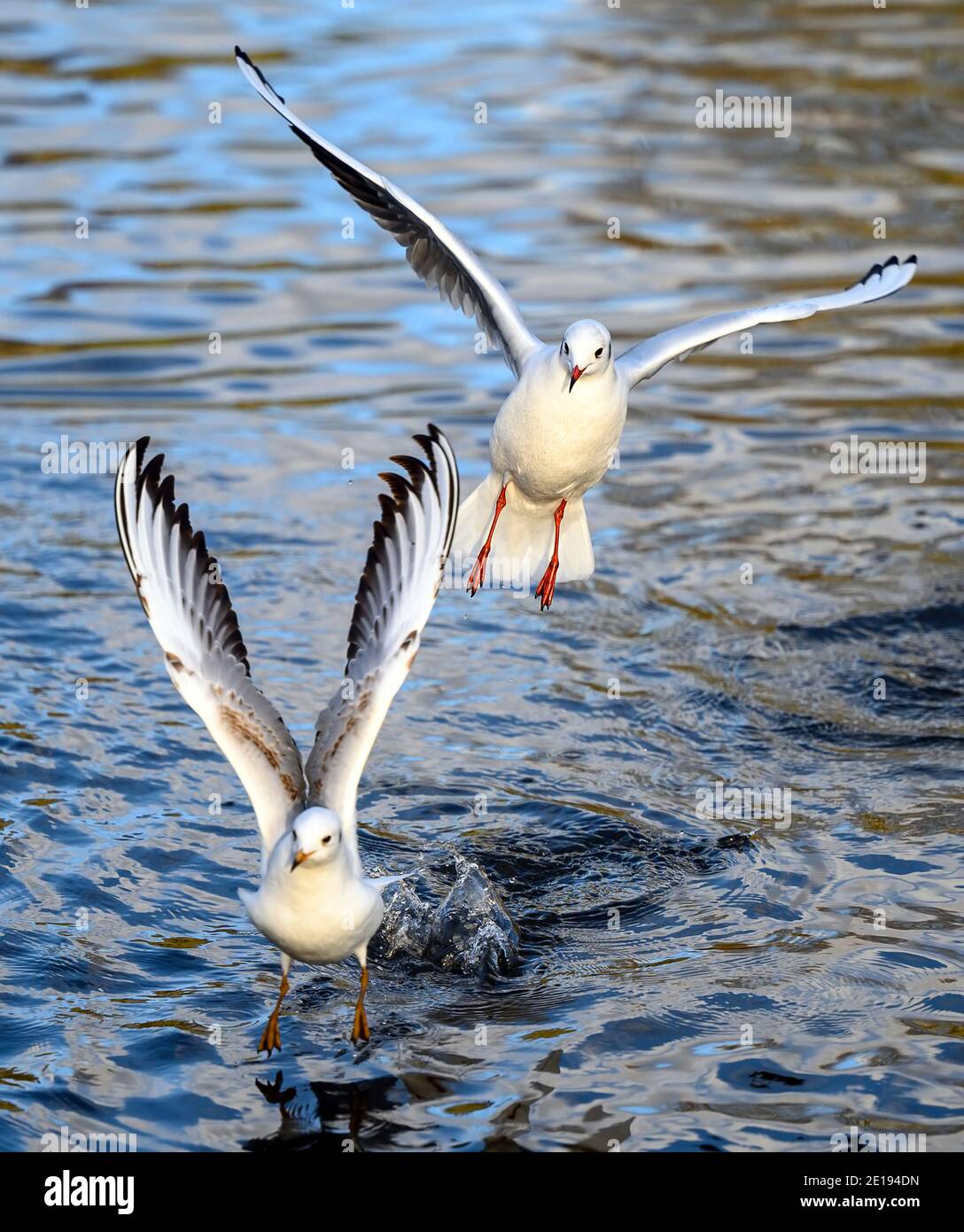 Goélands à tête noire lors du plumage hivernal à Kelsey Park, Beckenham, dans le Grand Londres. Goélands à tête noire (Chericocephalus ridibundus). Banque D'Images