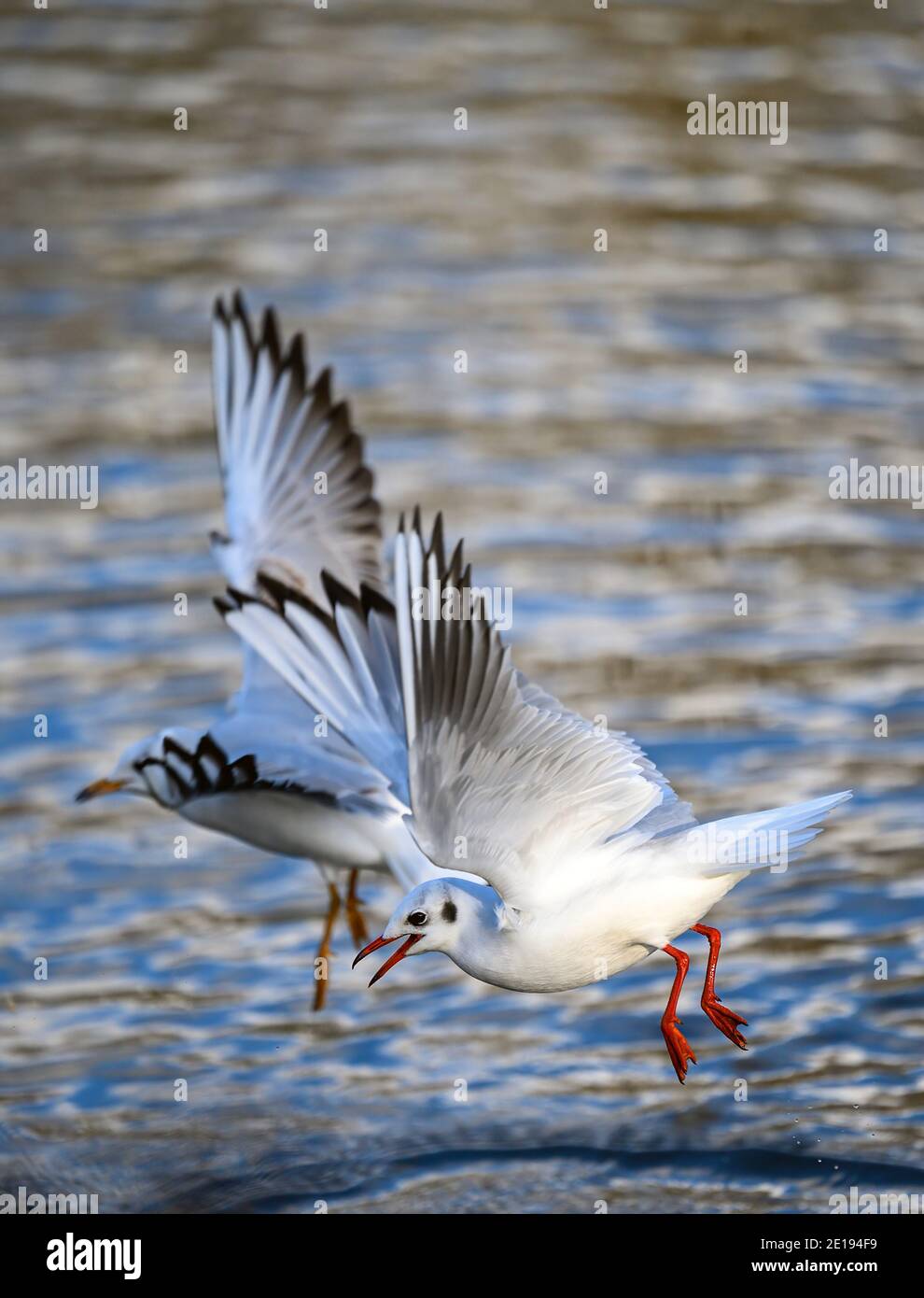 Goélands à tête noire lors du plumage hivernal à Kelsey Park, Beckenham, dans le Grand Londres. Vol au-dessus du lac. Goélands à tête noire (Chericocephalus ridibundus). Banque D'Images